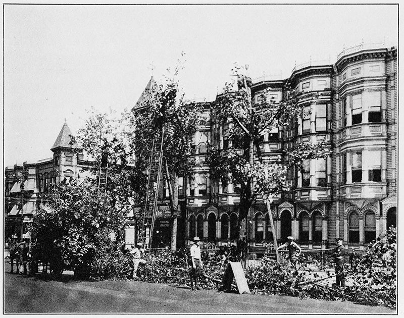 The historical role of street trees encompasses both those who advocate for and those who resent their existence; some of the biggest urban conflicts have revolved around them, with trees being amenities to some but nuisances to others. Some New York City business owners on Fifth Avenue disparaged trees because they blocked the view into their storefront windows. Image courtesy Sonja Dümpelmann.