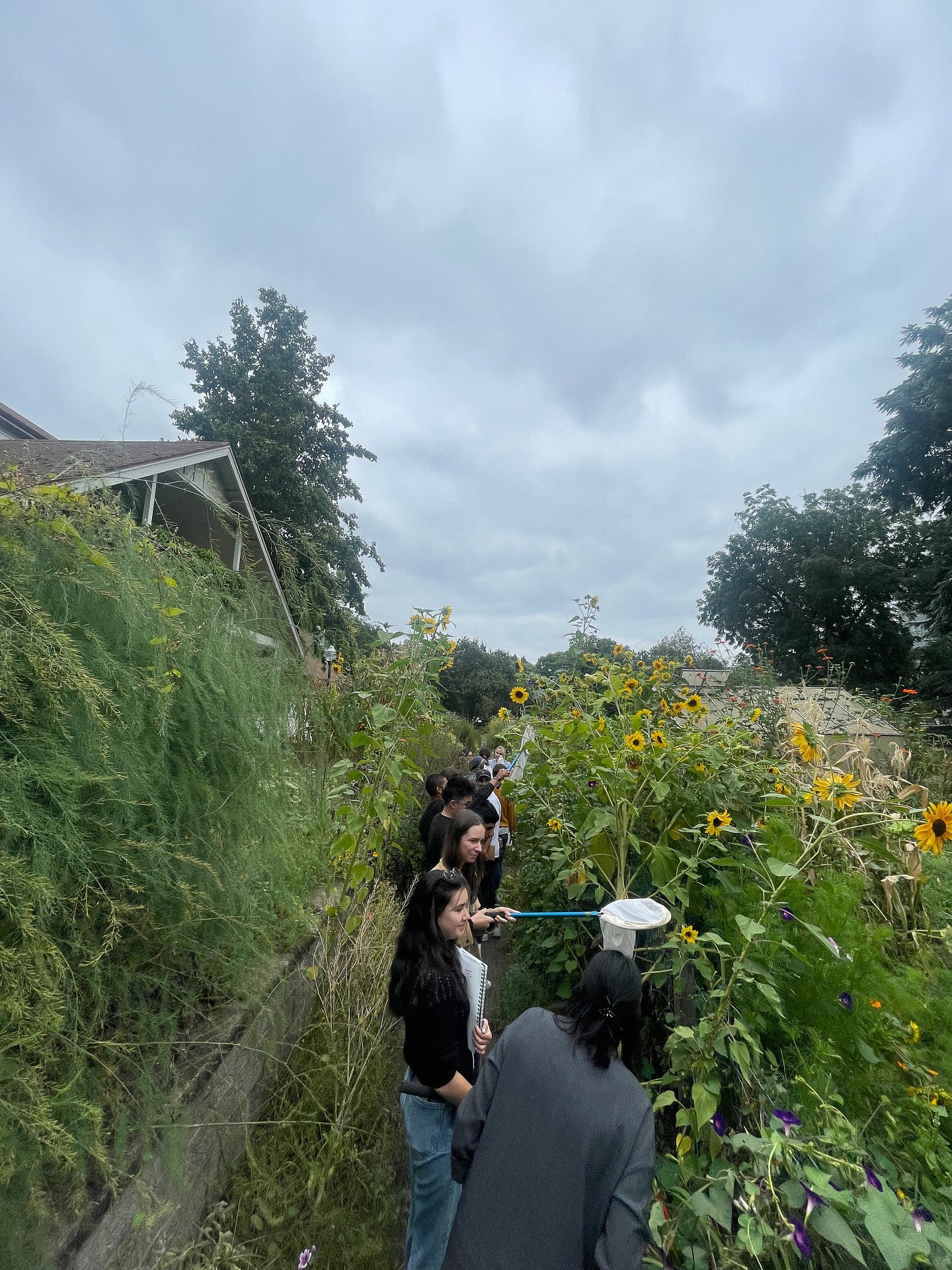 Students outdoors looking for bees