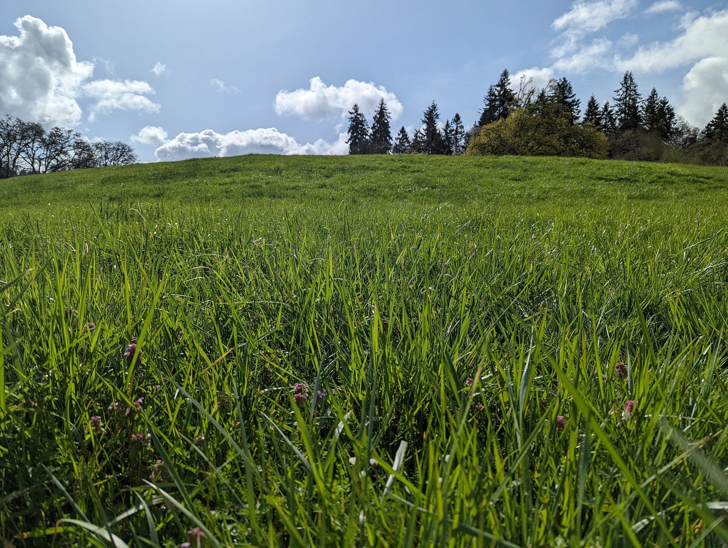 Header of a photo of grass.