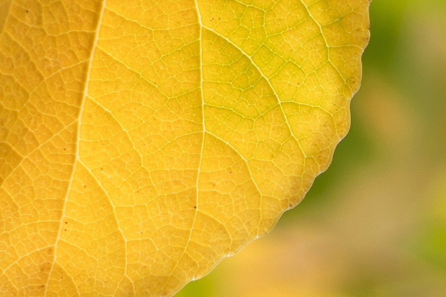 News header using a close-up of a summer leaf. 