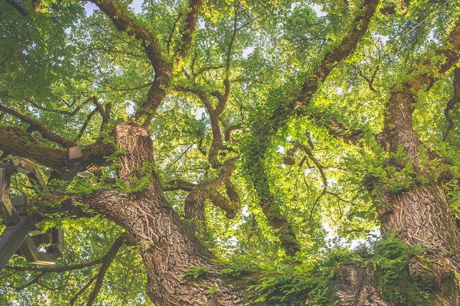Tree news header for Richard Taylor. 