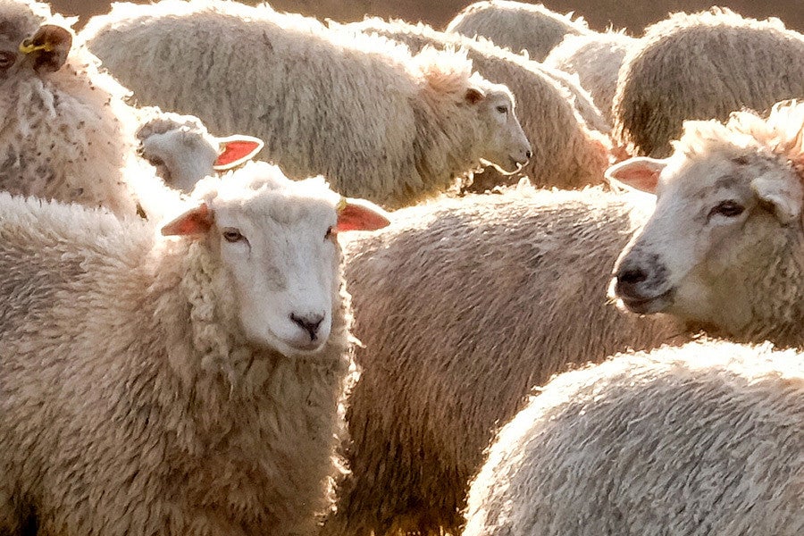 Click to read a story about Sport Product Design Students winning a design competition with wool as the primary design component. 