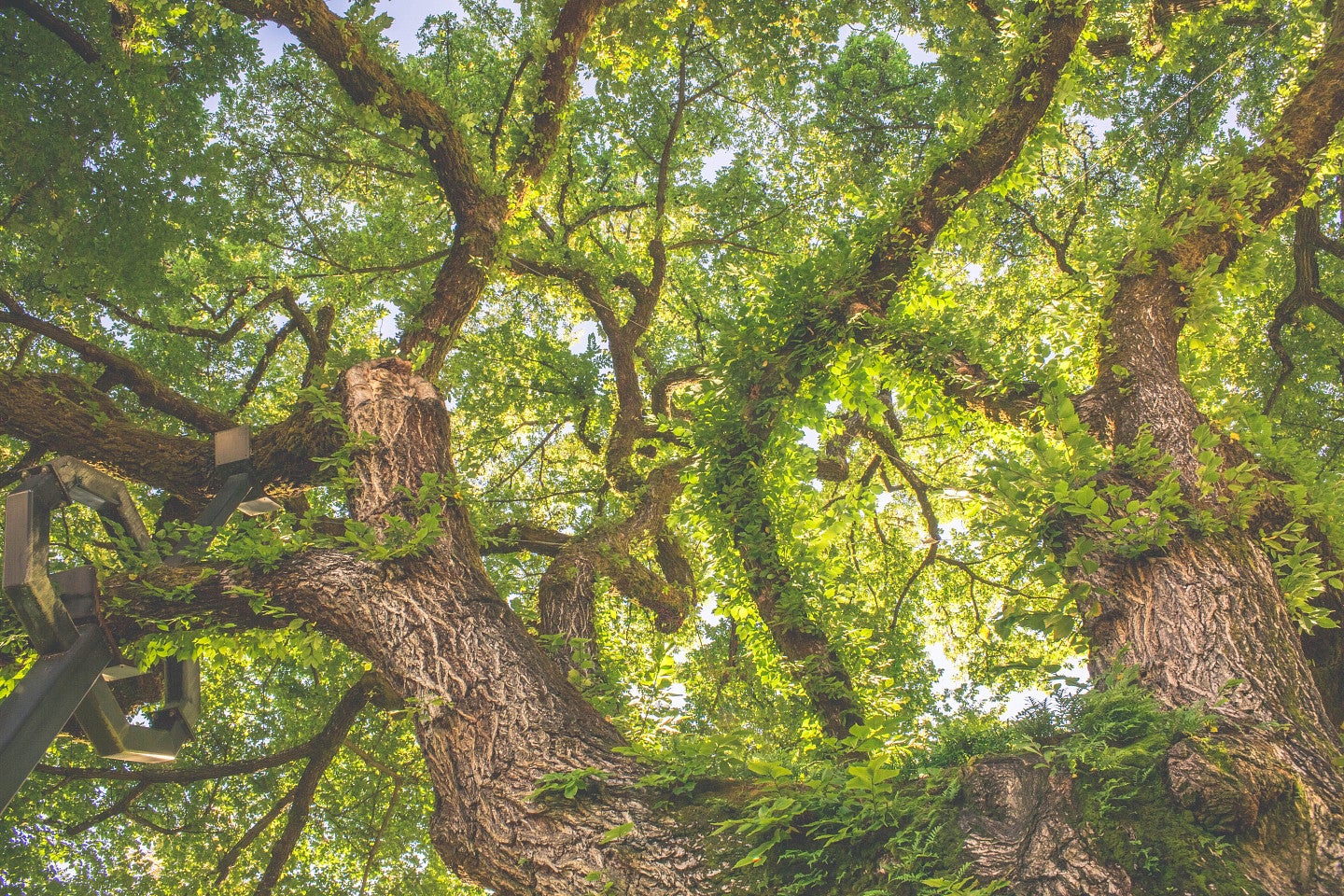 Tree canopy