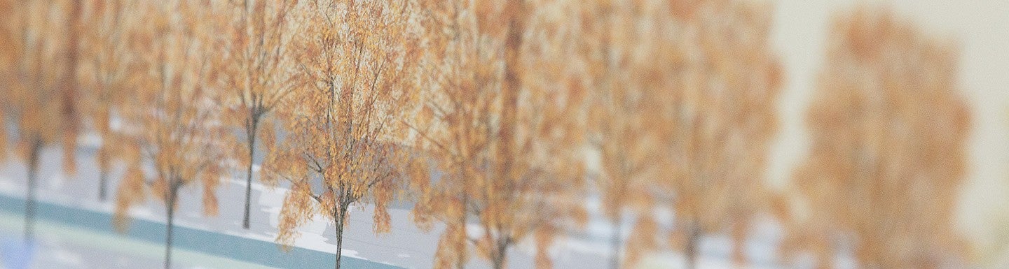 trees with orange leaves