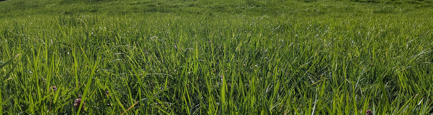 Header of a photo of grass.