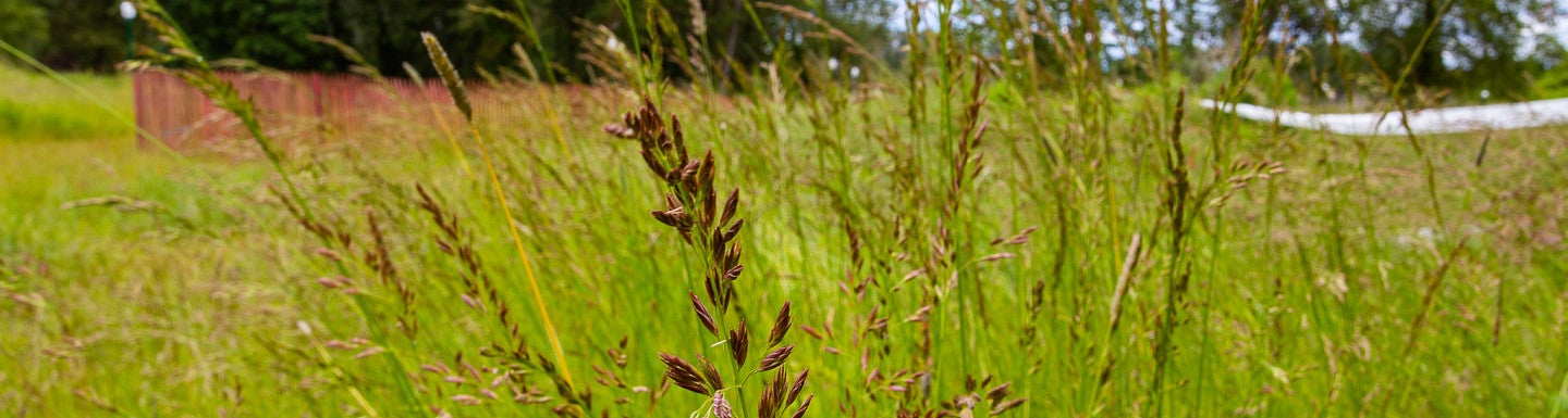 Photo of the Riverside Site.