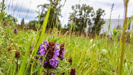 Header of a photo of grass.