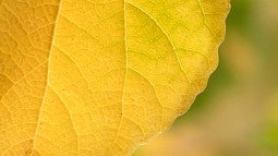 News header using a close-up of a summer leaf. 