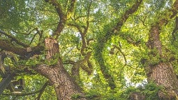 Tree news header for Richard Taylor. 