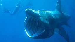 Basking shark