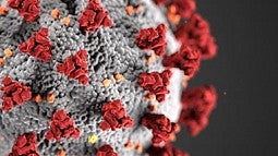 Image of COVID-19 virus