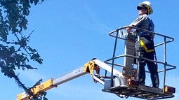 Susan Dolan in a high lift trimming apple trees