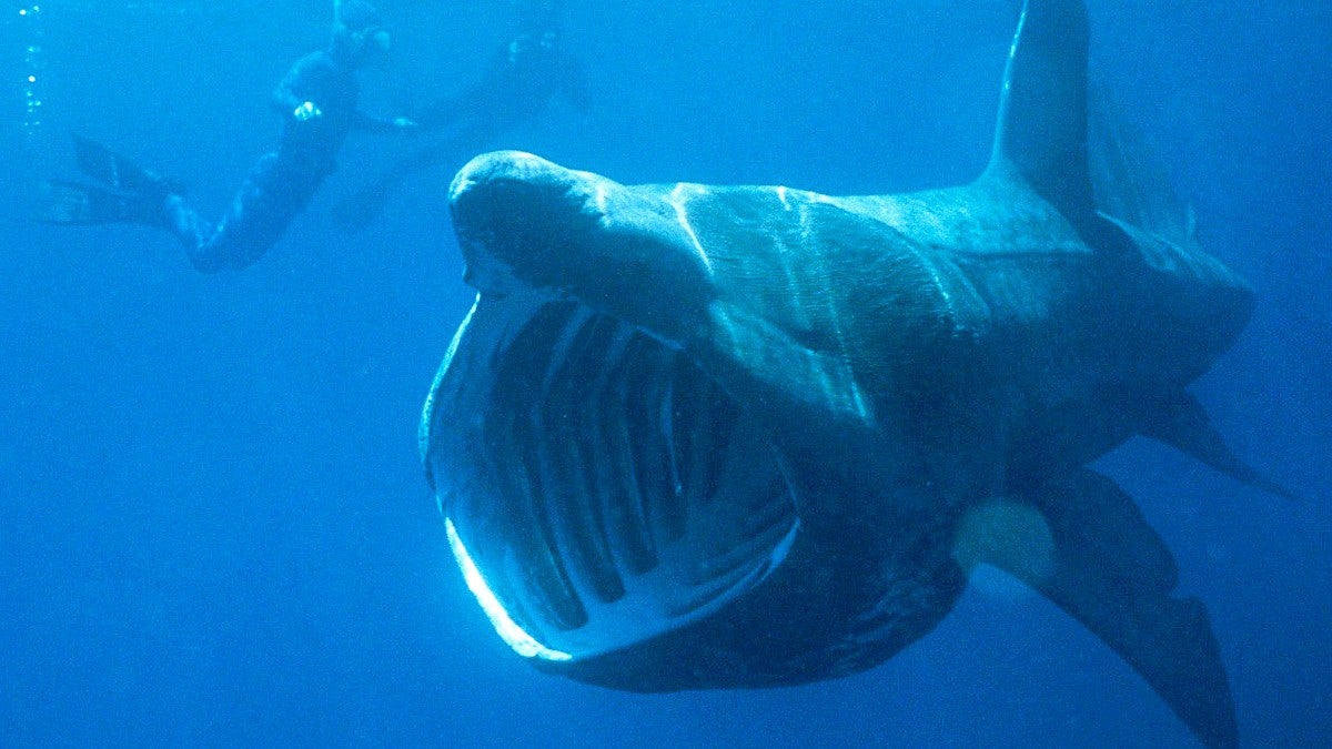 basking shark