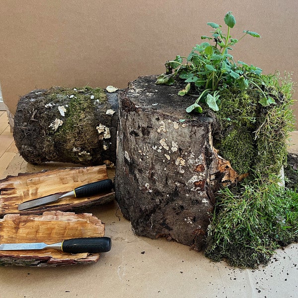 Stump half covered in Moss, half bare. Debarking Chisels on Bark.