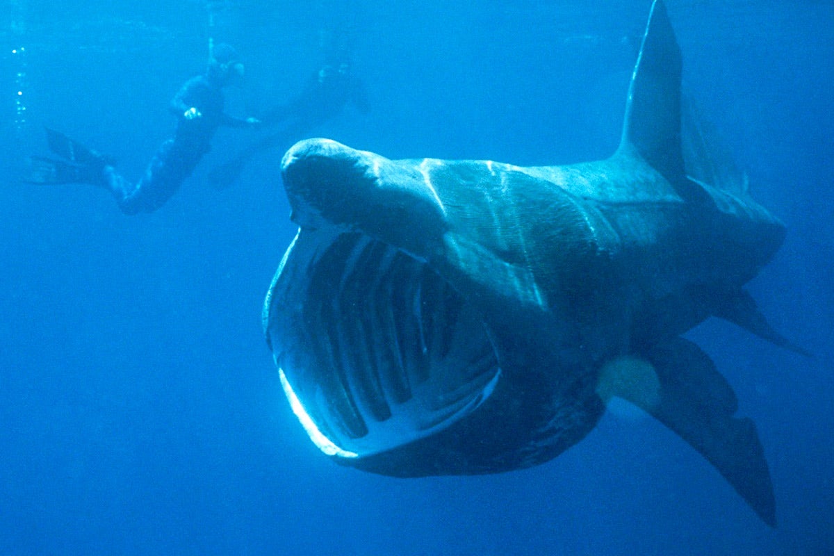 basking shark