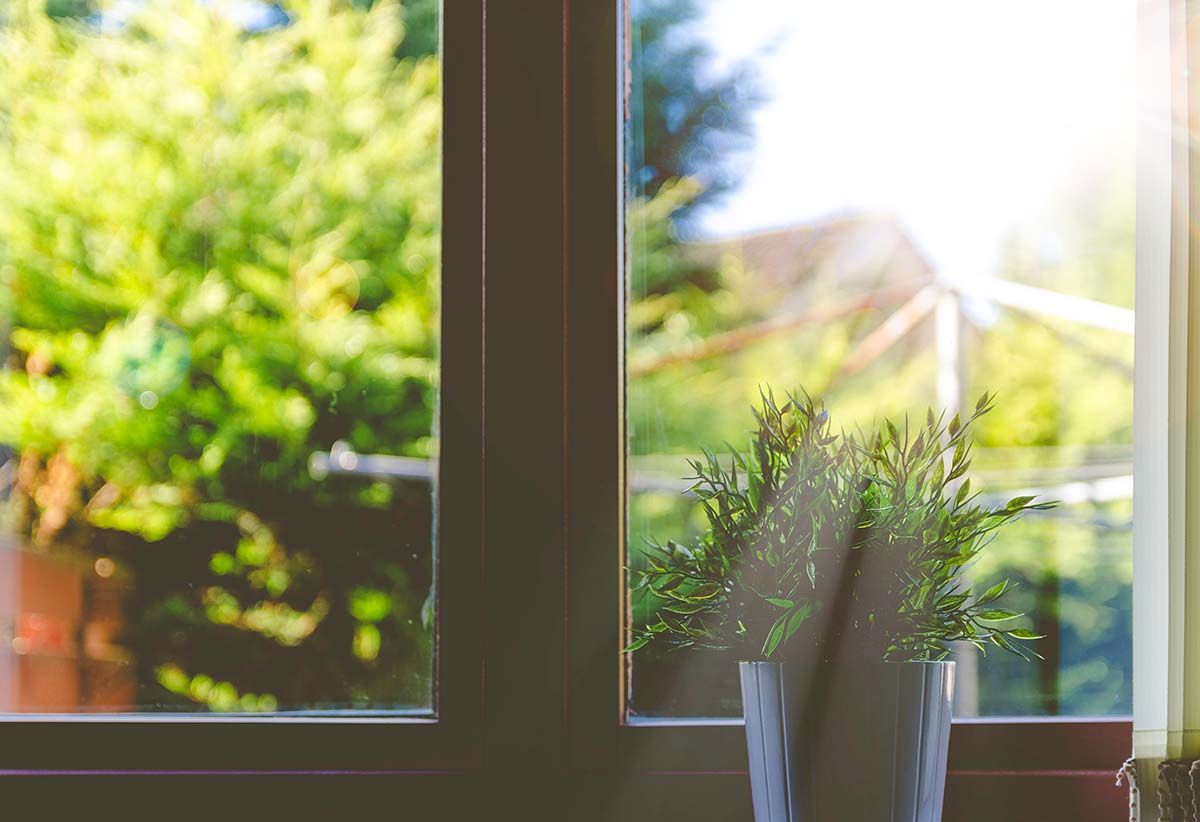 Plant in window sill