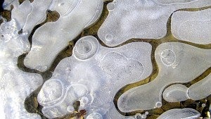 "Nature's Modern Art" ice photograph by Sarah Smith. Wikimedia Commons.