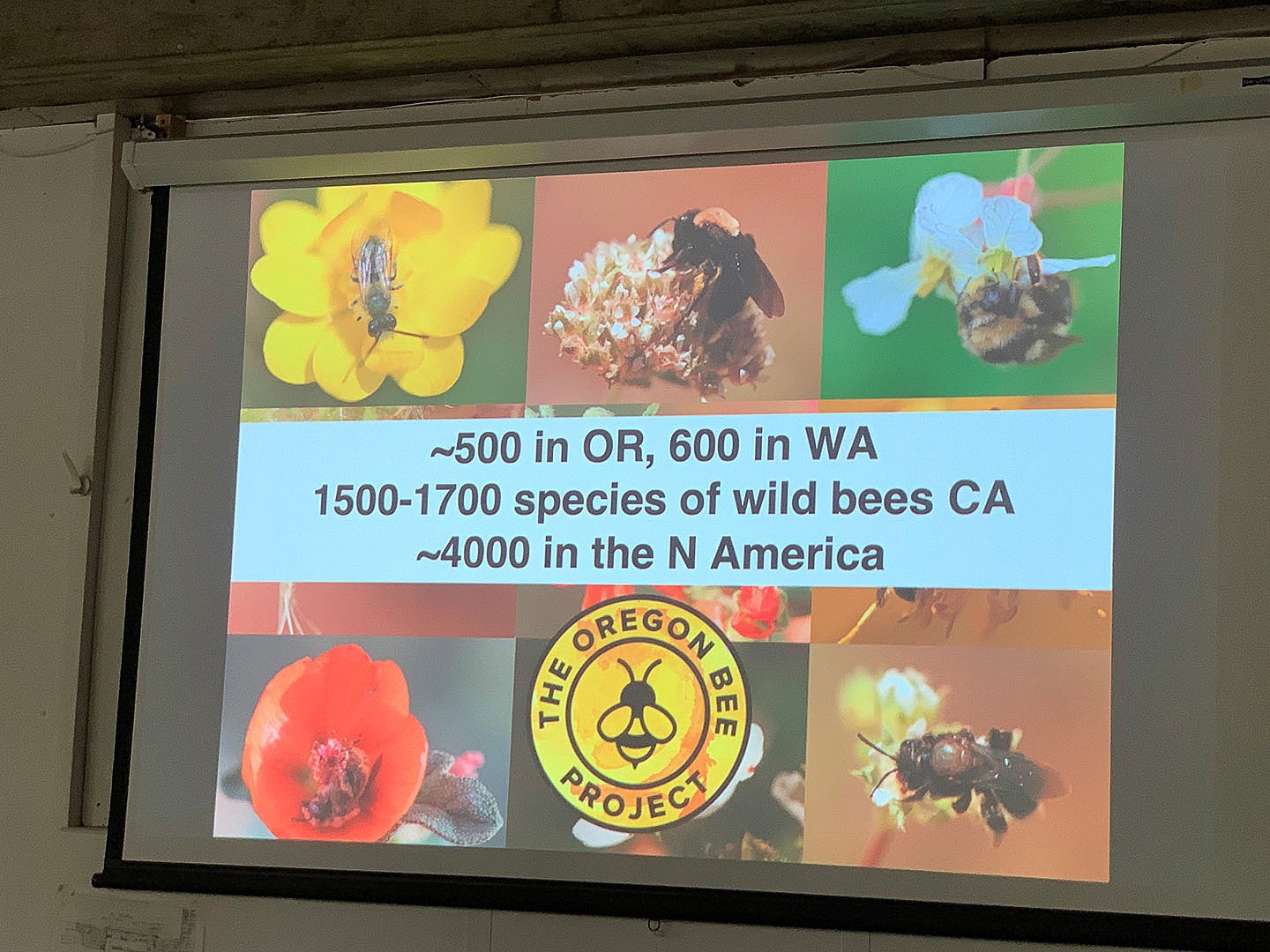 The Oregon Bee Project Presentation