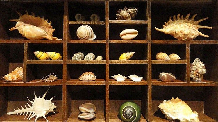 Shells in exhibit at National Geographic Museum. Wikimedia Commons.