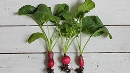 Photo of three radishes