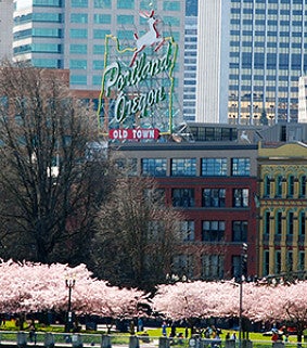 View of the Stag building in Portland with cherry blossoms in bloom. 