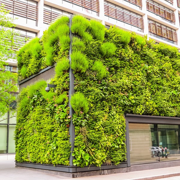 Building with exterior covered in vegetation